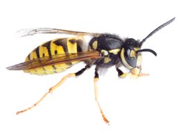 Yellow Jacket Removal